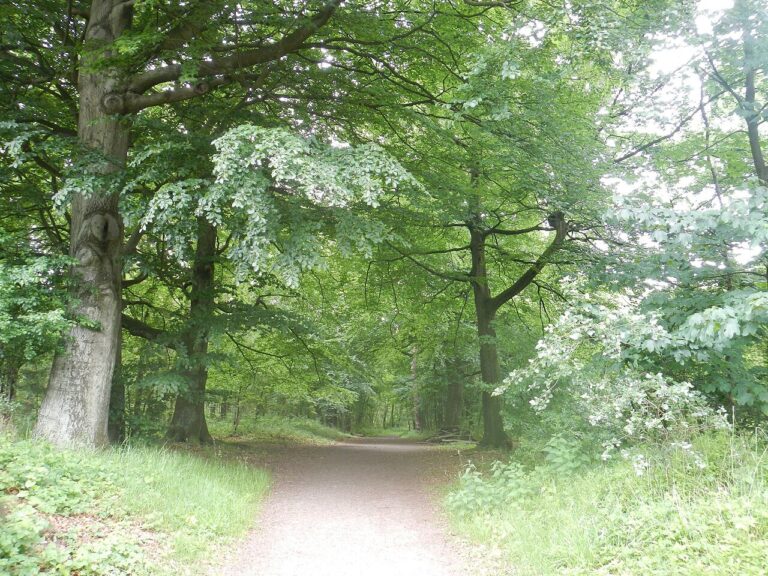Rondleiding ’t Oude Kerkhof (Allerzielen) — natuur in Roermond